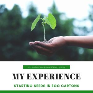 plant, seeds, blog header