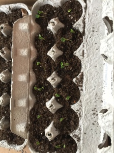 egg cartons, seedlings, what I planted