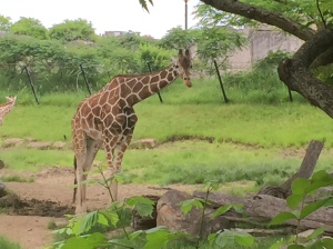 giraffe, Indianapolis zoo, Indianapolis, zoo