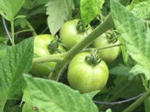 green tomatoes, tomatoes, sun ripened tomatoes, garden, vegetables