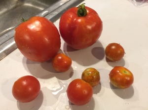 tomatoes, garden, red tomatoes, sun ripened tomatoes, cherry tomatoes