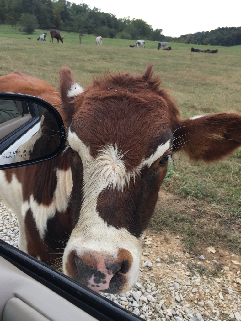 Watusi cow peering in car window