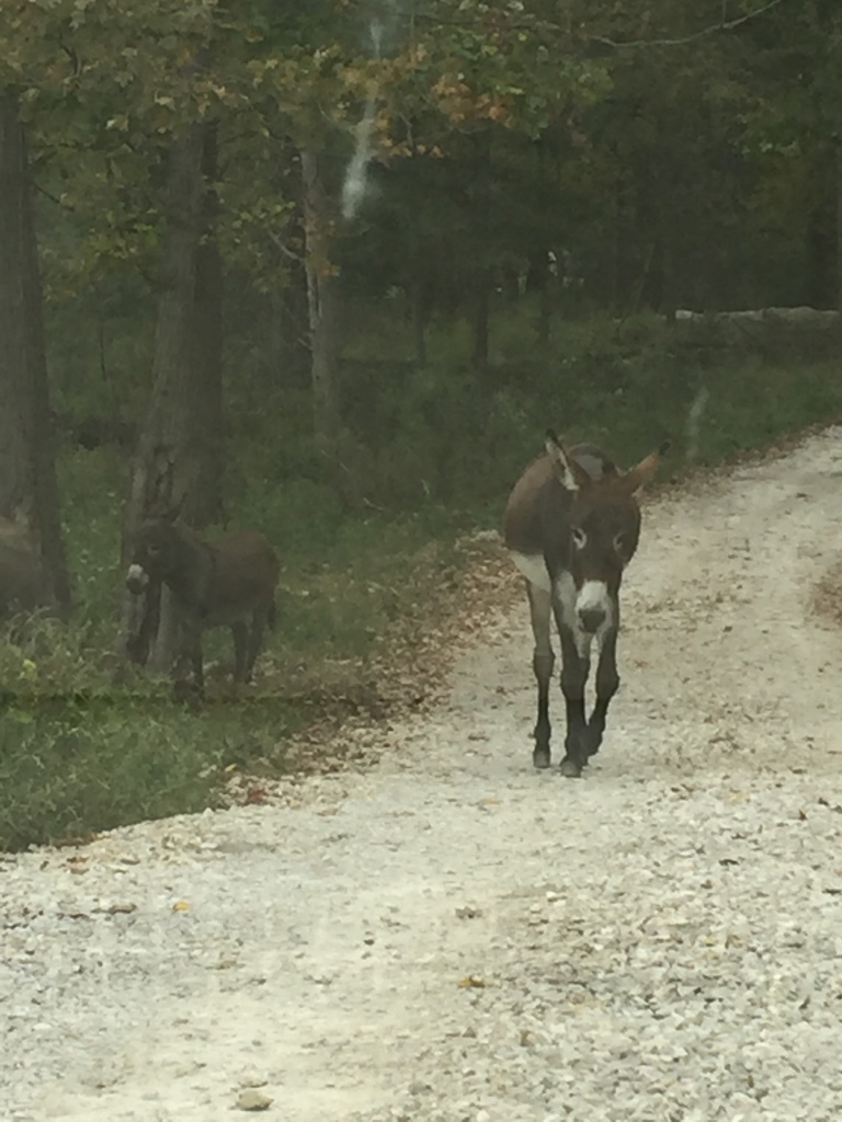 Two donkeys walking down gravel road
