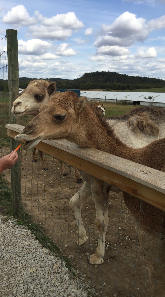 Two camels being fed a carrot